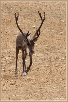 Bosrendier - Rangifer tarandus fennicus 