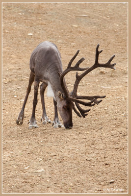 Bosrendier - Rangifer tarandus fennicus