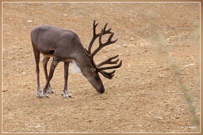 Bosrendier - Rangifer tarandus fennicus