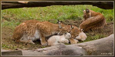 Lynxenfamilie