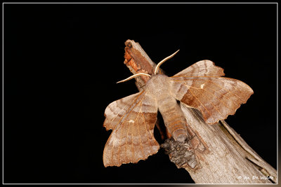 motten  - moths