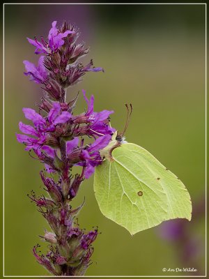 Citroenvlinder - Gonepteryx rhamni