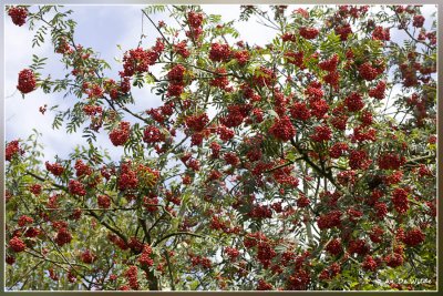  Lijsterbes  - Sorbus spec.