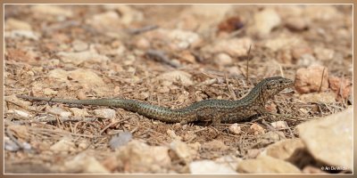 Dragonera of Mallorca hagedis - Podarcis lilfordi giglioli.