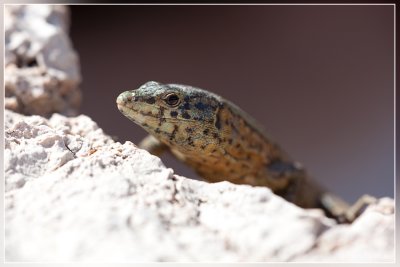 Dragonera of Mallorca hagedis - Podarcis lilfordi giglioli.