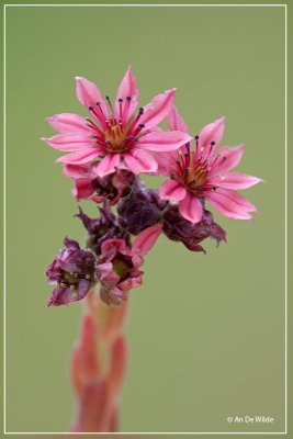 Spinnenwebhuislook - Sempervivum arachnoideum