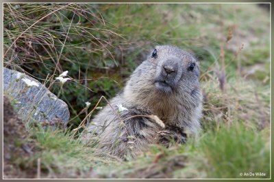 Alpenmarmot - Marmota marmota