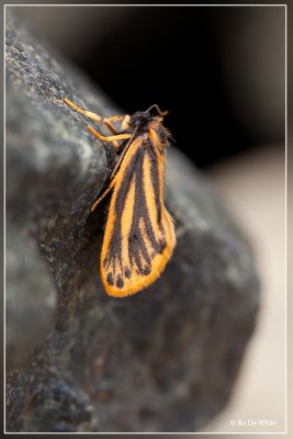 Setina ramosa.