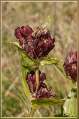Purpergentiaan  - Gentiana purpurea