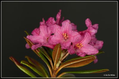 Roestbladig alpenroosje - Rhododendron ferrugineum