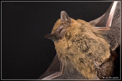 Gewone Dwergvleermuis - Pipistrellus pipistrellus