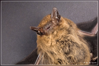 Gewone Dwergvleermuis - Pipistrellus pipistrellus