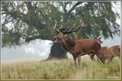 Edelhert - cervus elaphus