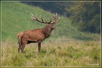 Edelhert - Cervus elaphus