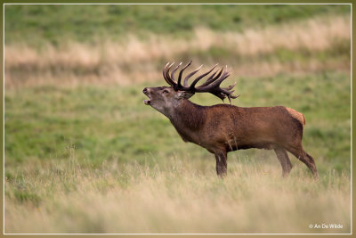 Edelhert - Cervus elaphus