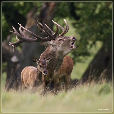 Edelhert - Cervus elaphus