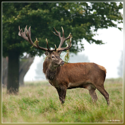 Edelhert - Cervus elaphus