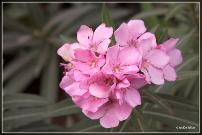 Oleander spec.- Nerium oleander