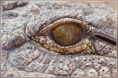 oog krokodil