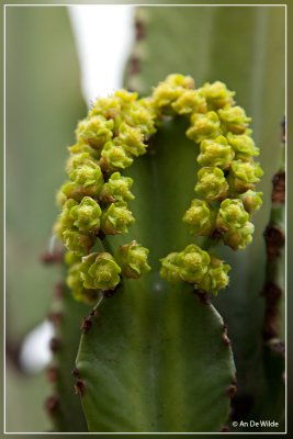 Euphorbia spec.