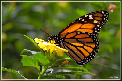 Monarchvlinder - Danaus plexippus