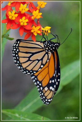 Monarchvlinder - Danaus plexippus