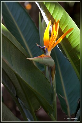 Paradijsvogelbloem - Strelitzia reginae