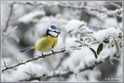 Pimpelmees - Cyanistes caeruleus