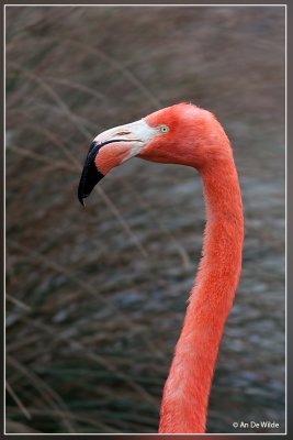 Gewone flamingo - Phoenicopterus roseus