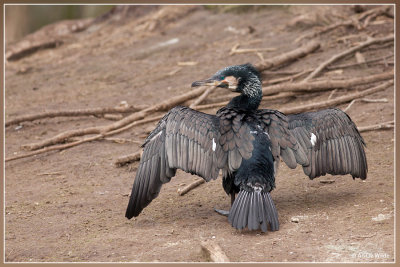 Witbuik aalscholver  - Phalacrocorax lucidus