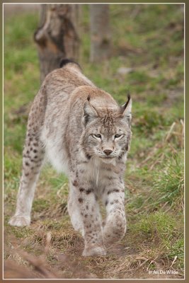 Euraziatische lynx - Lynx lynx