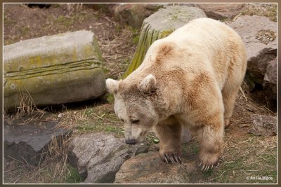 Europese bruine beer - Ursus arctos arctos