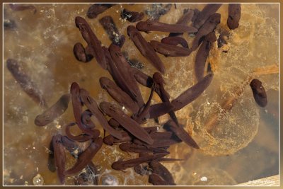 Bruine kikker - Rana temporaria