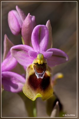 Wolzwever Ophrys - Ophrys tenthredinifera