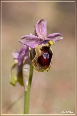 Wolzwever Ophrys - Ophrys tenthredinifera