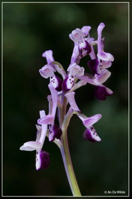 Langsporige harlekijns orchis - Orchis longicornu