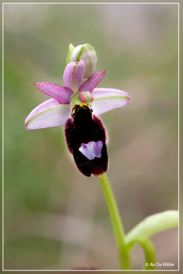 Ophrys bertolonii - Zadelorchis