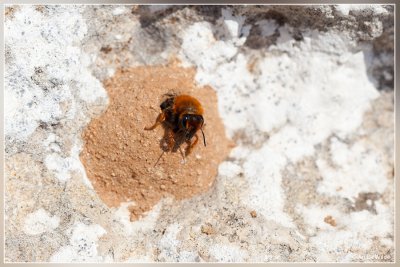 Megachile (Chalicodoma) sicula balearica