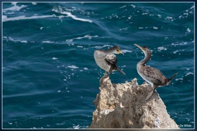 Aalscholver - Phalacrocorax carbo