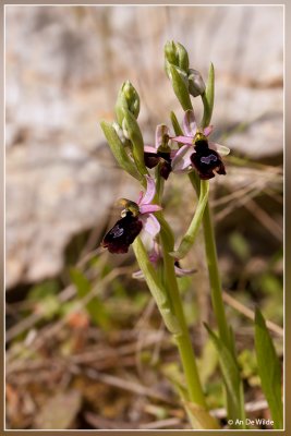Zadelorchis - Ophrys bertolonii