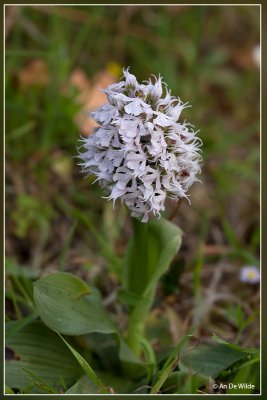 Orchis conica