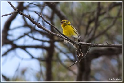 Europese kanarie - Serinus serinus