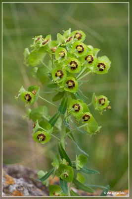 Wolfsmelk - Euphorbia characias