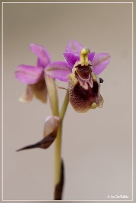 Wolzwever Ophrys - Ophrys tenthredinifera