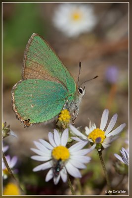 Groentje - Callophrys rubi