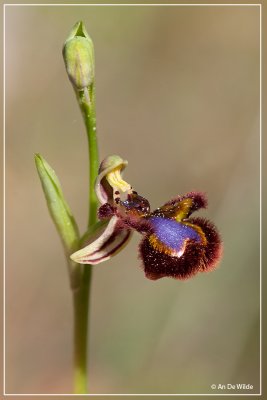 Spiegelorchis - Ophris speculum