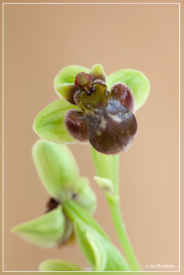 Ophrys bombylifera - Weidehommelophrys