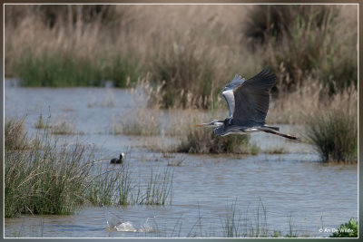 Blauwe Reiger - Ardea cinerea