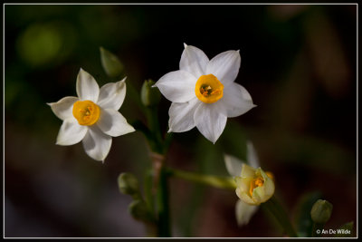 Tazetta narcis - Narcissus tazetta