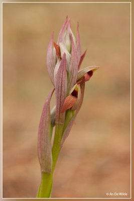 Kleine tongorchis - Serapias parviflora